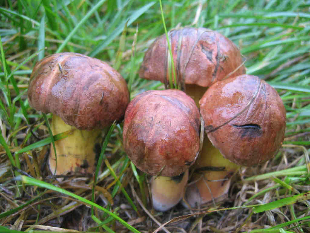 Boletus pulverulentus